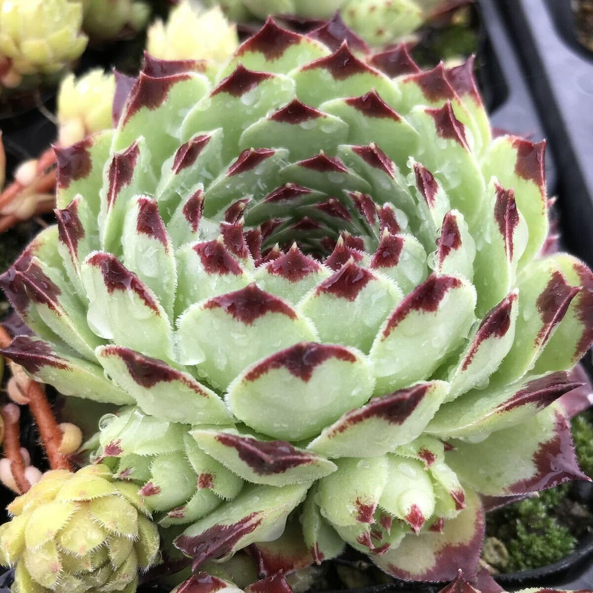 苺ティピ 多肉植物 ティピ | わたしのずかん ♫